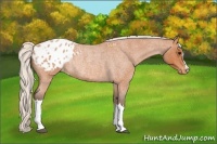 Horse Color:Silver Bay Roan Appaloosa Rabicano