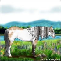 Horse Color:White Spotted Bay Dun Frame