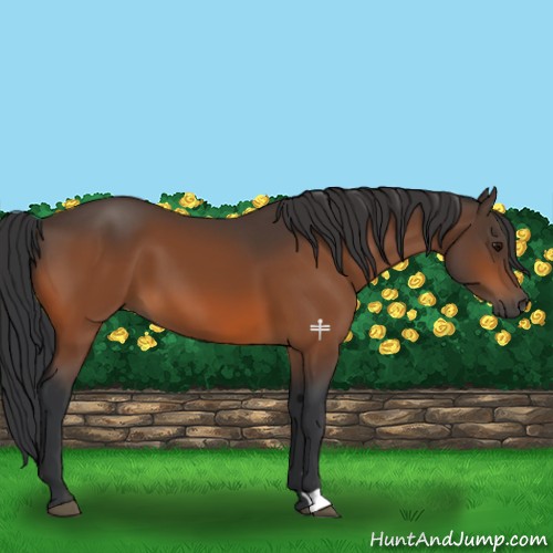 Horse Color:Brown 