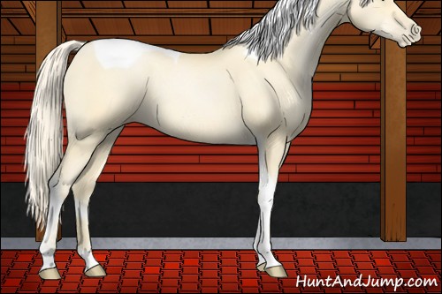 Horse Color:Palomino Pearl Tobiano 