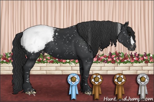 Horse Color:Black Appaloosa 
