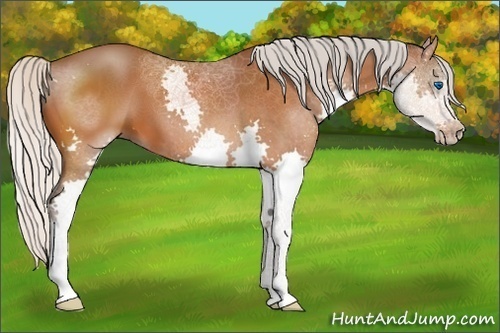 Horse Color:Silver Brown Splash 