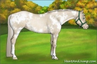 Horse Color:White Spotted Chocolate Palomino Pearl Dun