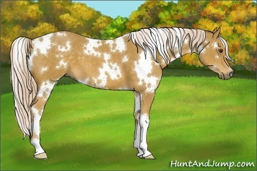 Horse Color:White Spotted Palomino 