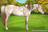 Horse Color:White Spotted Liver Red Dun Pearl 