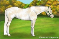 Horse Color:White Spotted Palomino Pearl Dun 