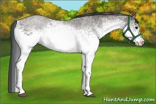 Horse Color:White Spotted Grullo 