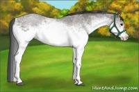 Horse Color:White Spotted Grullo 