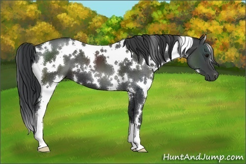 Horse Color:White Spotted Black 