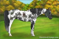 Horse Color:White Spotted Black 