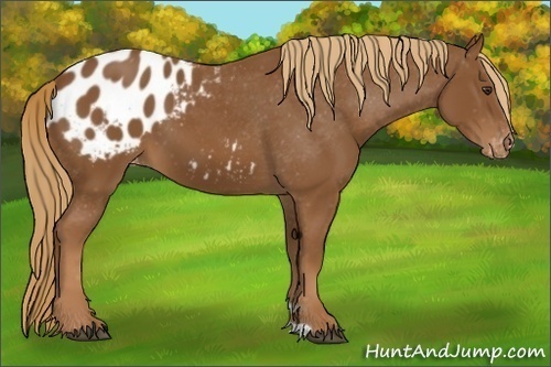 Horse Color:Chestnut Appaloosa