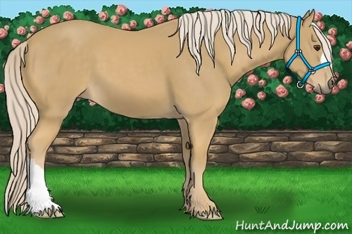 Horse Color:Palomino