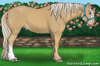 Horse Color:Palomino