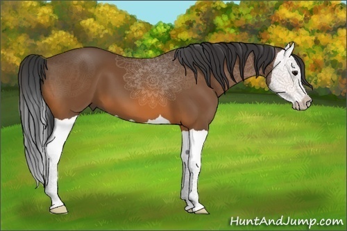 Horse Color:Bay Splash 