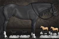 Horse Color:Black 