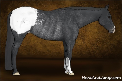 Horse Color:Black Appaloosa Rabicano