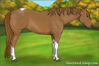 Horse Color:Chestnut Tobiano