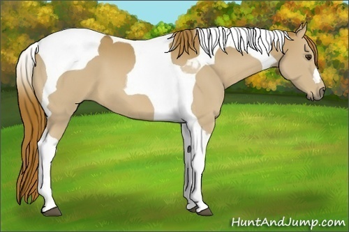 Horse Color:Chestnut Tobiano 