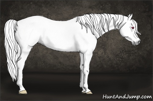 Horse Color:Chestnut Chinchilla 