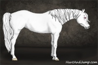 Horse Color:Chestnut Chinchilla 