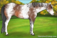 Horse Color:White Spotted Bay 