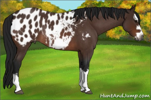 Horse Color:Gray Bay Roan Splash Frame Near Leopard Rabicano 