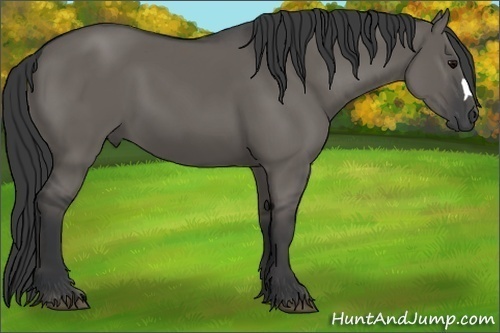 Horse Color:Grullo 