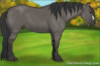Horse Color:Grullo