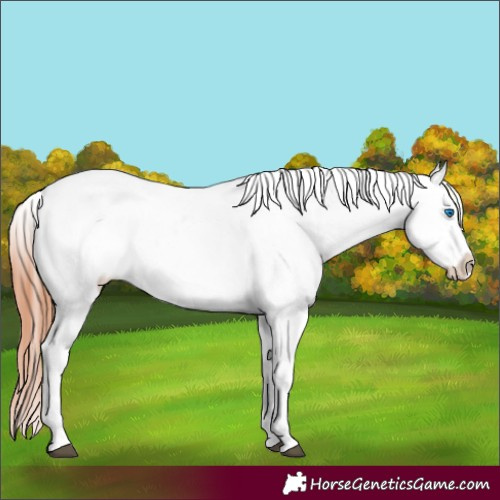 Horse Color:Black Splash Near Leopard