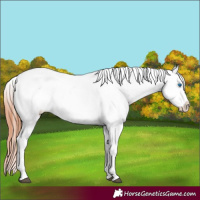 Horse Color:Black Splash Near Leopard