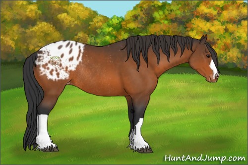 Horse Color:Bay Appaloosa Rabicano 
