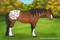 Horse Color:Bay Appaloosa Rabicano 