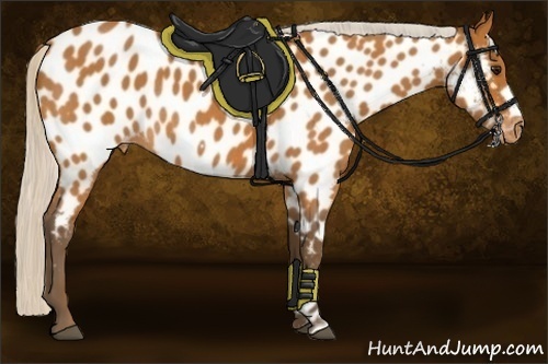 Horse Color:Silver Bay Roan Frame Near Leopard Rabicano 