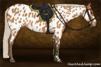Horse Color:Silver Bay Roan Frame Appaloosa Rabicano 