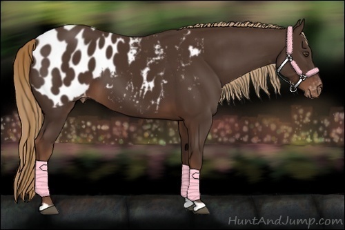 Horse Color:Liver Chestnut Appaloosa 
