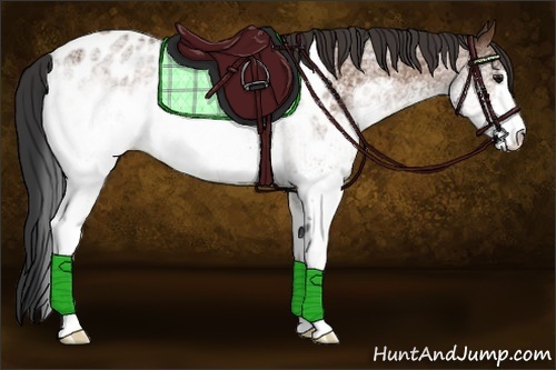 Horse Color:White Spotted Bay Appaloosa 
