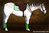 Horse Color:White Spotted Bay Appaloosa 