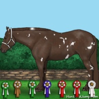Horse Color:White Spotted Liver Chestnut 