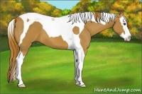 Horse Color:Chestnut Splash Tobiano
