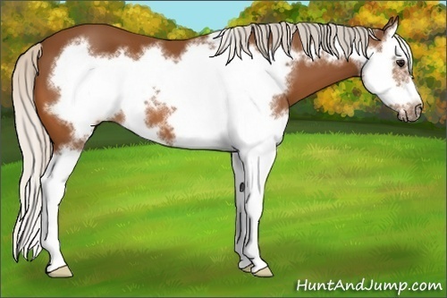 Horse Color:Silver Bay Splash Frame