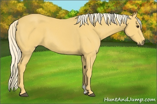 Horse Color:Palomino 