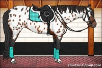 Horse Color:Brown Appaloosa 