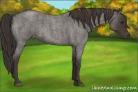 Horse Color:Smoky Blue Roan 