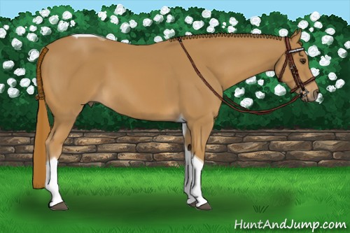Horse Color:Chestnut Tobiano