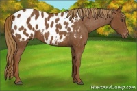 Horse Color:Chestnut Appaloosa