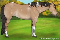 Horse Color:Bay Dun Tobiano Rabicano 