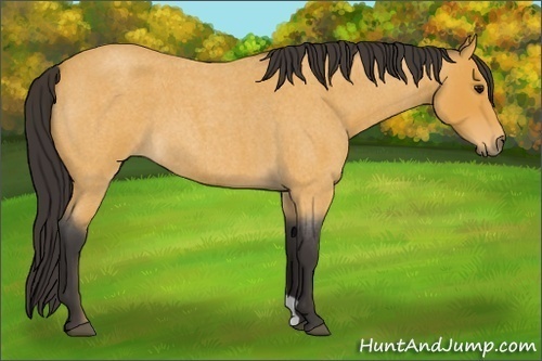 Horse Color:Buckskin Roan 