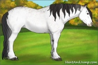 Horse Color:White Spotted Bay 