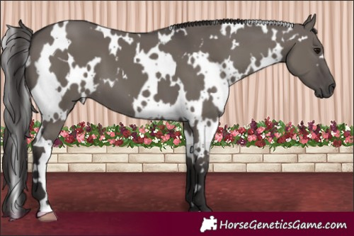 Horse Color:White Spotted Smoky Grullo 