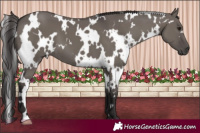 Horse Color:White Spotted Smoky Grullo 
